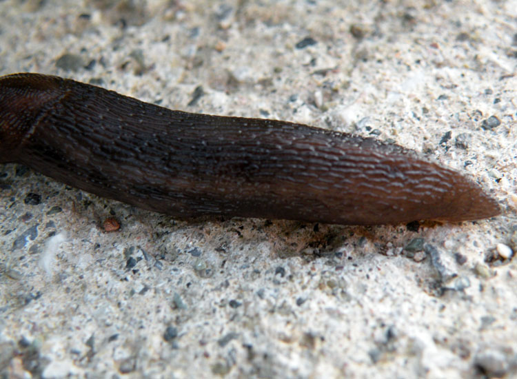 Limax giustii Falkner & Nitz 2010 da Capraia